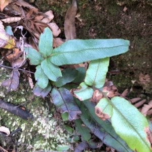 Blechnum wattsii at Budderoo National Park - 5 Oct 2020