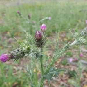 Carduus tenuiflorus at O'Malley, ACT - 4 Oct 2020