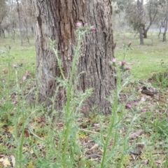 Carduus tenuiflorus at O'Malley, ACT - 4 Oct 2020