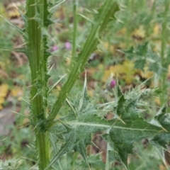 Carduus tenuiflorus at O'Malley, ACT - 4 Oct 2020