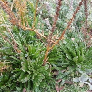 Reseda luteola at Wambrook, NSW - 30 Sep 2020 04:17 AM