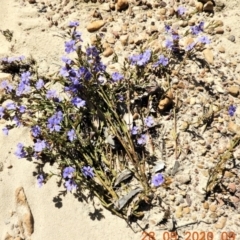 Dampiera stricta (Blue Dampiera) at Nattai National Park - 28 Sep 2020 by Wonga