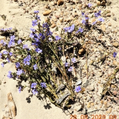 Dampiera stricta (Blue Dampiera) at Wollondilly Local Government Area - 27 Sep 2020 by Wonga
