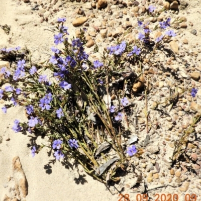 Dampiera stricta (Blue Dampiera) at Nattai National Park - 28 Sep 2020 by Wonga