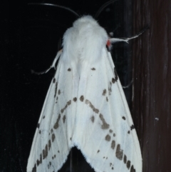 Ardices canescens (Dark-spotted Tiger Moth) at Lilli Pilli, NSW - 5 Oct 2020 by jb2602