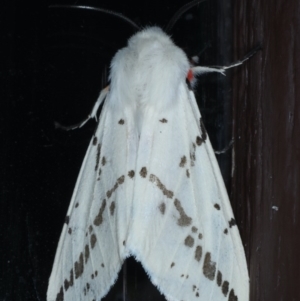 Ardices canescens at Lilli Pilli, NSW - 5 Oct 2020 09:09 PM