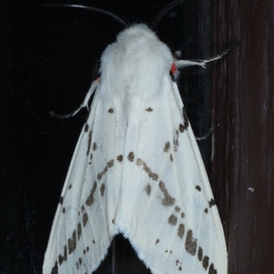 Ardices canescens (Dark-spotted Tiger Moth) at Lilli Pilli, NSW - 5 Oct 2020 by jbromilow50