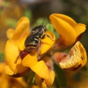 Lipotriches (Austronomia) ferricauda at Acton, ACT - 4 Oct 2020