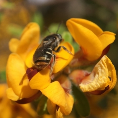 Lipotriches (Austronomia) ferricauda (Halictid bee) at Acton, ACT - 4 Oct 2020 by PeterA