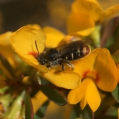 Lipotriches (Austronomia) ferricauda at Acton, ACT - 4 Oct 2020