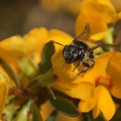 Lipotriches (Austronomia) ferricauda at Acton, ACT - 4 Oct 2020