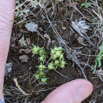 Siloxerus multiflorus (Small Wrinklewort) at Goorooyarroo NR (ACT) - 28 Sep 2020 by EmmaCook