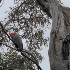 Callocephalon fimbriatum (Gang-gang Cockatoo) at Gungaderra Grasslands - 5 Oct 2020 by AndrewZelnik