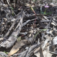 Caladenia actensis (Canberra Spider Orchid) at Kowen Escarpment - 16 Sep 2020 by EmmaCook