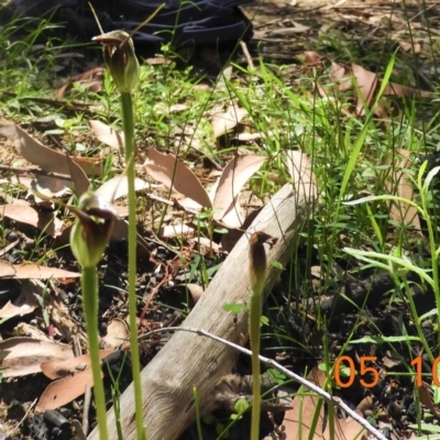 Pterostylis pedunculata (Maroonhood) at Bundanoon - 4 Oct 2020 by Wonga