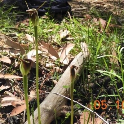 Pterostylis pedunculata (Maroonhood) at Bundanoon - 5 Oct 2020 by Wonga