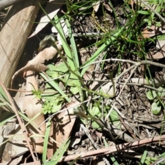 Pterostylis pedunculata at Bundanoon - 5 Oct 2020