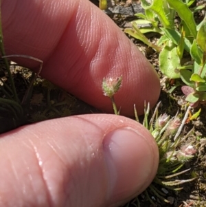 Centrolepis strigosa at Forde, ACT - 28 Sep 2020