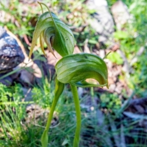 Pterostylis nutans at Big Hill, NSW - suppressed