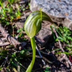 Pterostylis nutans at Big Hill, NSW - suppressed