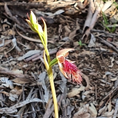 Calochilus platychilus (Purple Beard Orchid) at Tarlo River National Park - 4 Oct 2020 by Philip