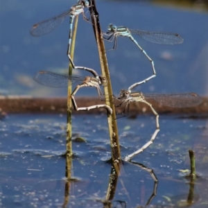 Austrolestes leda at Fyshwick, ACT - 21 Sep 2020