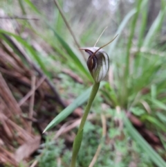 Pterostylis pedunculata (Maroonhood) at Tidbinbilla Nature Reserve - 18 Sep 2020 by rangerstacey