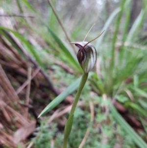 Pterostylis pedunculata at Paddys River, ACT - suppressed