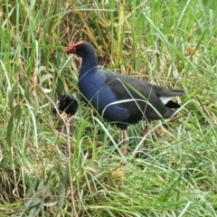 Porphyrio melanotus (Australasian Swamphen) at Yerrabi Pond - 6 Oct 2020 by TrishGungahlin