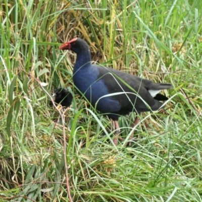 Porphyrio melanotus (Australasian Swamphen) at Amaroo, ACT - 6 Oct 2020 by TrishGungahlin