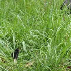 Porphyrio melanotus (Australasian Swamphen) at Yerrabi Pond - 6 Oct 2020 by TrishGungahlin