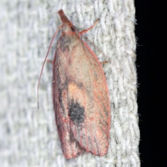 Enchocrates glaucopis (Moth) at O'Connor, ACT - 4 Oct 2020 by ibaird