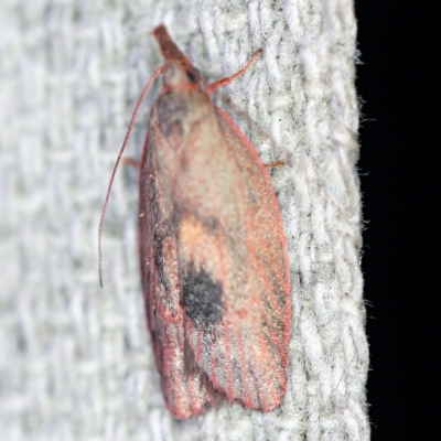 Enchocrates glaucopis (Moth) at O'Connor, ACT - 4 Oct 2020 by ibaird