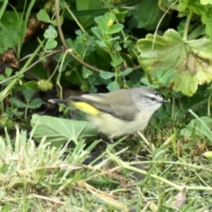 Acanthiza chrysorrhoa (Yellow-rumped Thornbill) at Gungahlin, ACT - 6 Oct 2020 by TrishGungahlin