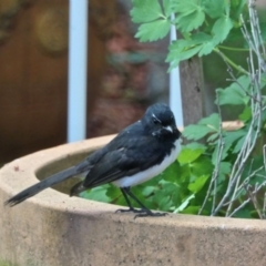 Rhipidura leucophrys (Willie Wagtail) at Gungahlin, ACT - 5 Oct 2020 by TrishGungahlin