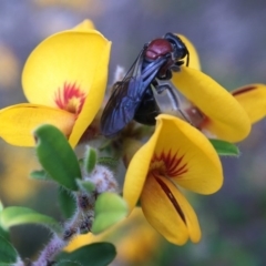 Lasioglossum (Callalictus) callomelittinum (Halictid bee) at Acton, ACT - 4 Oct 2020 by PeterA