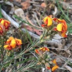 Dillwynia sericea (Egg And Bacon Peas) at Stirling Park - 4 Oct 2020 by JaneR