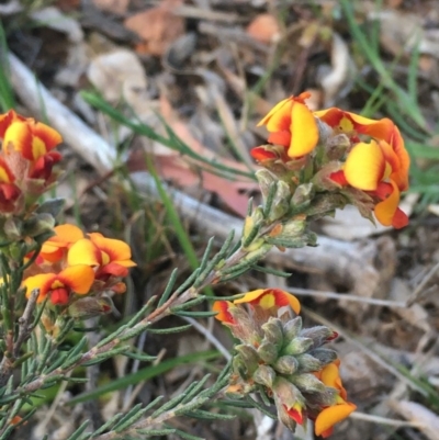 Dillwynia sericea (Egg And Bacon Peas) at Yarralumla, ACT - 4 Oct 2020 by JaneR