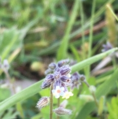 Myosotis discolor (Forget-me-not) at Majura, ACT - 1 Oct 2020 by JaneR