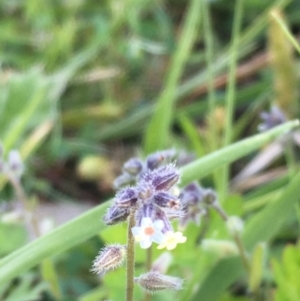 Myosotis discolor at Majura, ACT - 1 Oct 2020