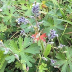 Myosotis discolor at Majura, ACT - 1 Oct 2020