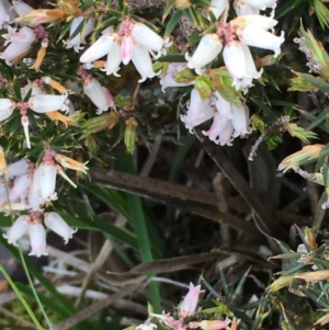 Lissanthe strigosa subsp. subulata at Majura, ACT - 27 Sep 2020