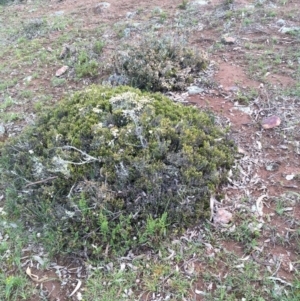 Lissanthe strigosa subsp. subulata at Majura, ACT - 27 Sep 2020