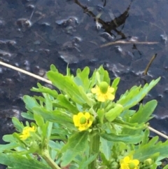 Ranunculus sceleratus subsp. sceleratus (Celery-leaved Buttercup, Celery Buttercup) at Lake Burley Griffin West - 28 Sep 2020 by JaneR