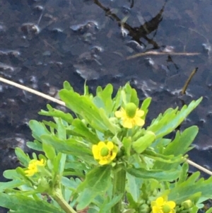 Ranunculus sceleratus subsp. sceleratus at Downer, ACT - 28 Sep 2020