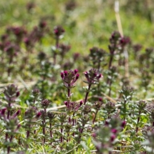 Parentucellia latifolia at Paddys River, ACT - 23 Sep 2020