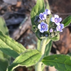 Cynoglossum australe (Australian Forget-me-not) at Majura, ACT - 3 Oct 2020 by JaneR