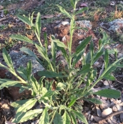 Cynoglossum australe at Majura, ACT - 3 Oct 2020 05:18 PM