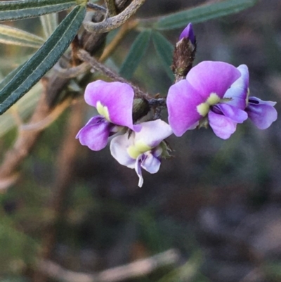 Glycine clandestina (Twining Glycine) at Mount Ainslie - 3 Oct 2020 by JaneR