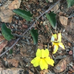 Goodenia hederacea (Ivy Goodenia) at Hackett, ACT - 3 Oct 2020 by JaneR